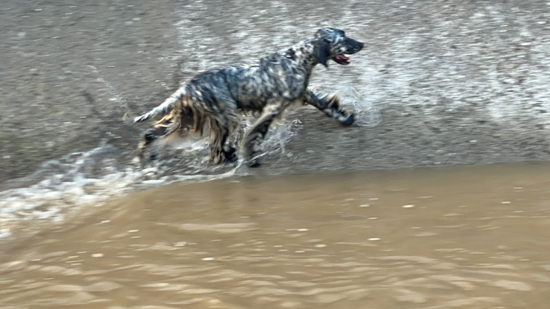 Serinlemek için suya giren köpek için itfaiye seferber oldu