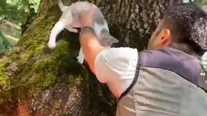 Sular yükselince ağaçta mahsur kalan kedi operasyonla kurtarıldı