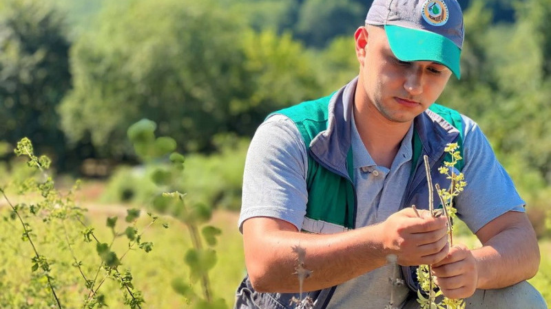 Tıbbi aromatik bitkilerin hasatı başladı