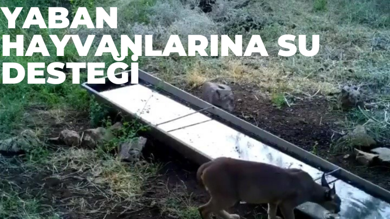 Yaban hayvanlarına su desteği