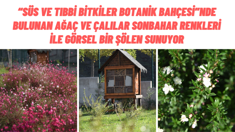 ÜNİVERSİTEMİZ SÜS VE TIBBİ BİTKİLER BOTANİK BAHÇESİ'NDE SONBAHAR RENKLERİ...  