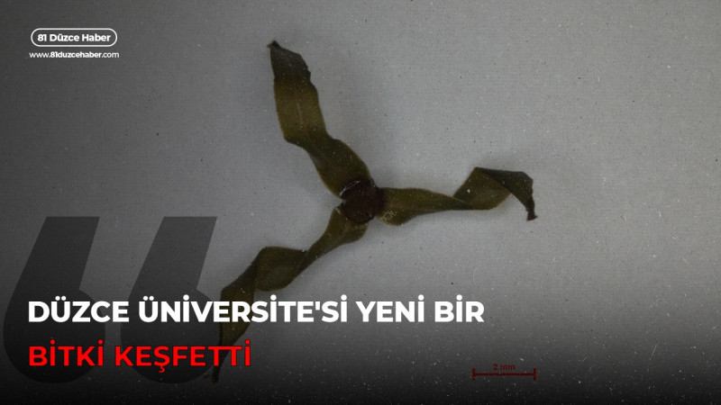 DÜZCE ÜNİVERSİTE'Sİ YENİ BİR BİTKİ KEŞFETTİ 