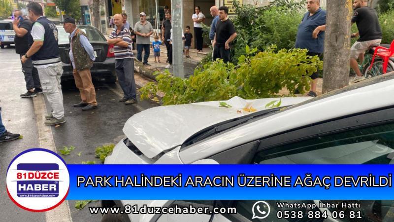 Park Halindeki Aracın Üzerine Ağaç Devrildi