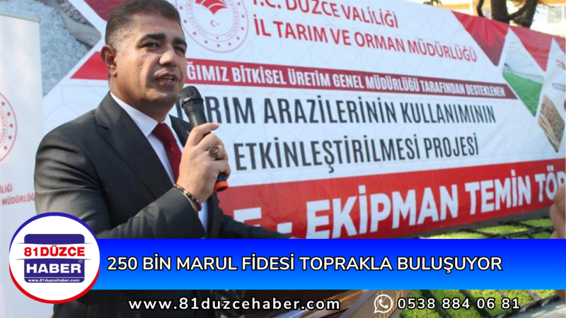 250 BİN MARUL FİDESİ TOPRAKLA BULUŞUYOR