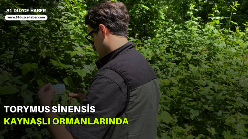 Torymus Sinensis Kaynaşlı Ormanlarında