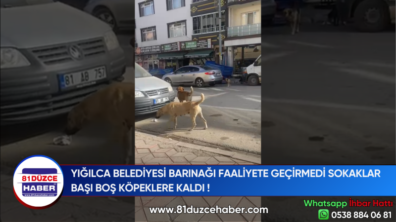 YIĞILCA BELEDİYESİ BARINAĞI FAALİYETE GEÇİRMEDİ SOKAKLAR BAŞI BOŞ KÖPEKLERE KALDI !