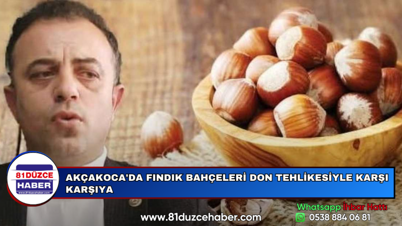 AKÇAKOCA'DA FINDIK BAHÇELERİ DON TEHLİKESİYLE KARŞI KARŞIYA