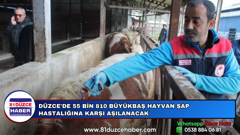 DÜZCE'DE 55 BİN 810 BÜYÜKBAŞ HAYVAN ŞAP HASTALIĞINA KARŞI AŞILANACAK