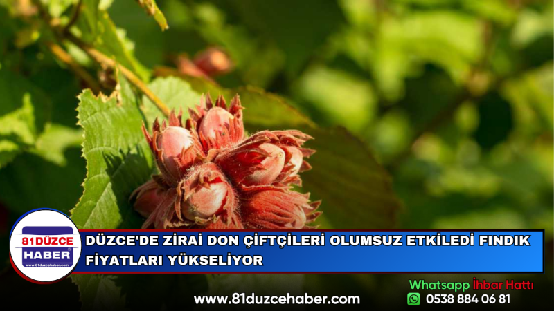 DÜZCE'DE ZİRAİ DON ÇİFTÇİLERİ OLUMSUZ ETKİLEDİ FINDIK FİYATLARI YÜKSELİYOR