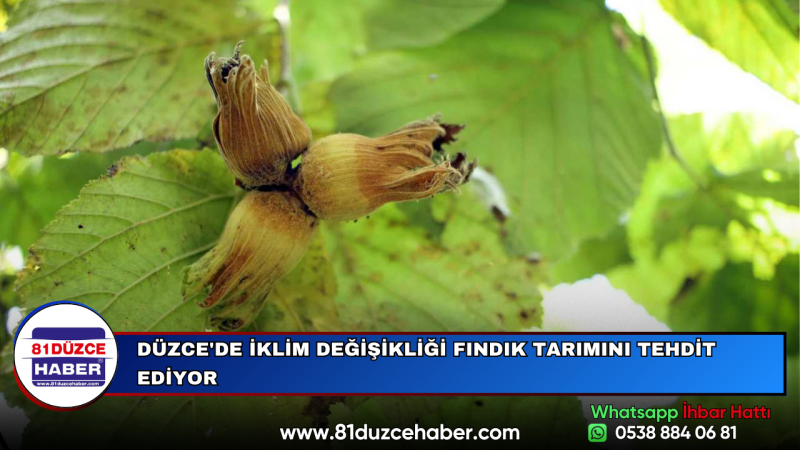 DÜZCE'DE İKLİM DEĞİŞİKLİĞİ FINDIK TARIMINI TEHDİT EDİYOR