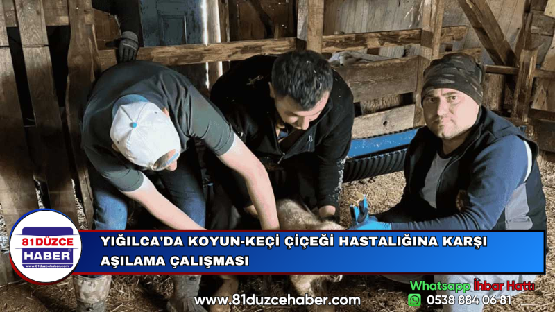 YIĞILCA'DA KOYUN-KEÇİ ÇİÇEĞİ HASTALIĞINA KARŞI AŞILAMA ÇALIŞMASI