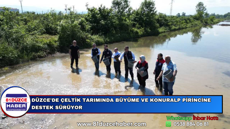 DÜZCE'DE ÇELTİK TARIMINDA BÜYÜME VE KONURALP PİRİNCİNE DESTEK SÜRÜYOR