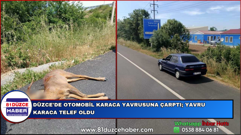 DÜZCE'DE OTOMOBİL KARACA YAVRUSUNA ÇARPTI; YAVRU KARACA TELEF OLDU