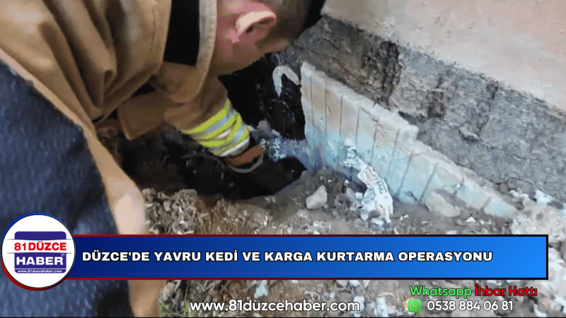 DÜZCE'DE YAVRU KEDİ VE KARGA KURTARMA OPERASYONU