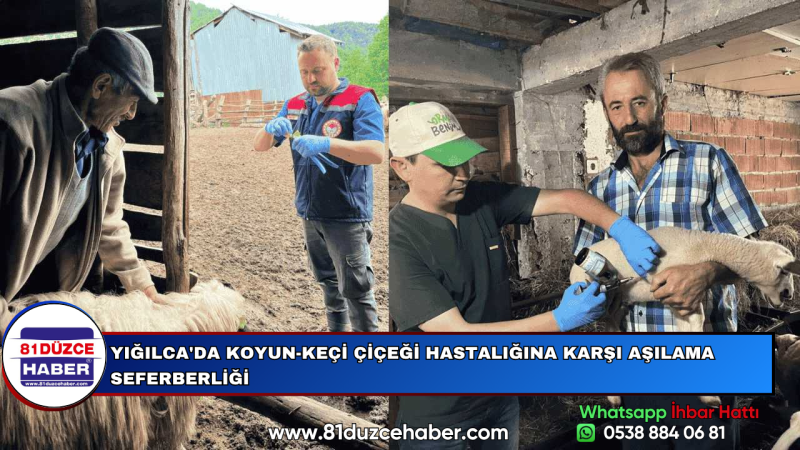 YIĞILCA'DA KOYUN-KEÇİ ÇİÇEĞİ HASTALIĞINA KARŞI AŞILAMA SEFERBERLİĞİ