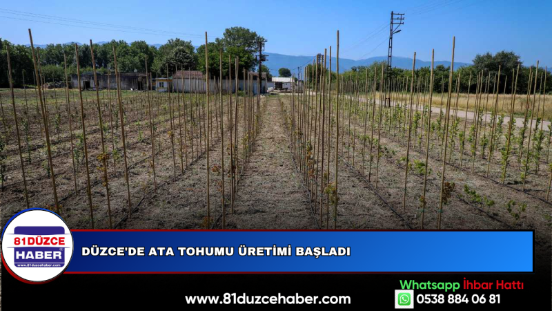 DÜZCE'DE ATA TOHUMU ÜRETİMİ BAŞLADI