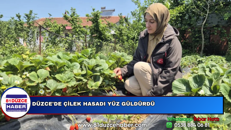 DÜZCE'DE ÇİLEK HASADI YÜZ GÜLDÜRDÜ