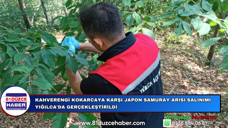 KAHVERENGİ KOKARCAYA KARŞI JAPON SAMURAY ARISI SALINIMI YIĞILCA'DA GERÇEKLEŞTİRİLDİ