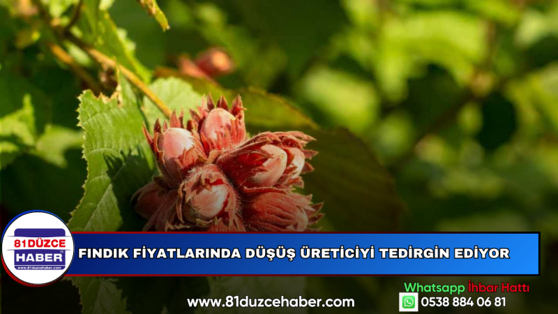 FINDIK FİYATLARINDA DÜŞÜŞ ÜRETİCİYİ TEDİRGİN EDİYOR