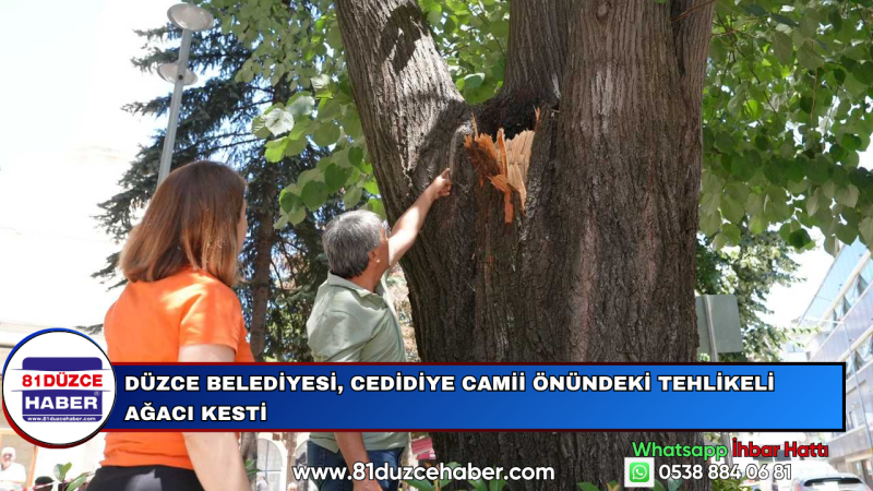 DÜZCE BELEDİYESİ, CEDİDİYE CAMİİ ÖNÜNDEKİ TEHLİKELİ AĞACI KESTİ