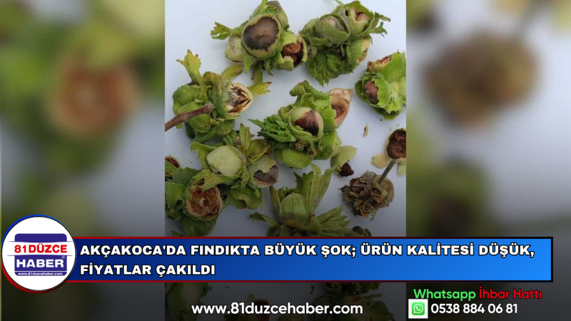 Akçakoca'da Fındıkta Büyük Şok Ürün Kalitesi Düşük, Fiyatlar Çakıldı