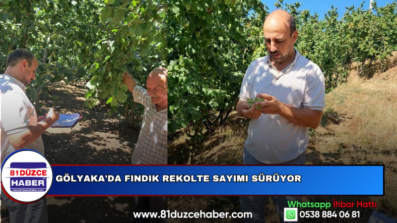 Gölyaka'da Fındık Rekolte Sayımı Sürüyor