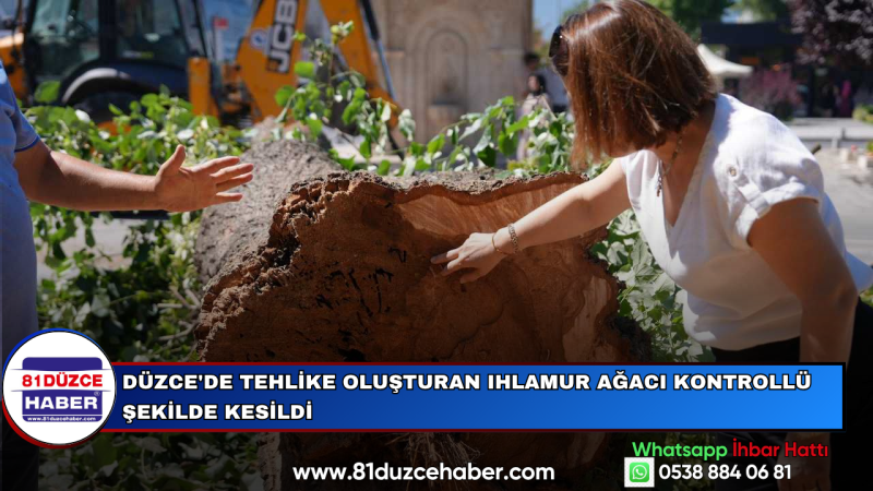 Düzce'de Tehlike Oluşturan Ihlamur Ağacı Kontrollü Şekilde Kesildi