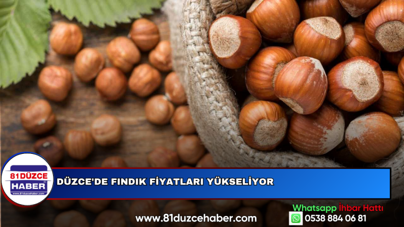 Düzce'de Fındık Fiyatları Yükseliyor