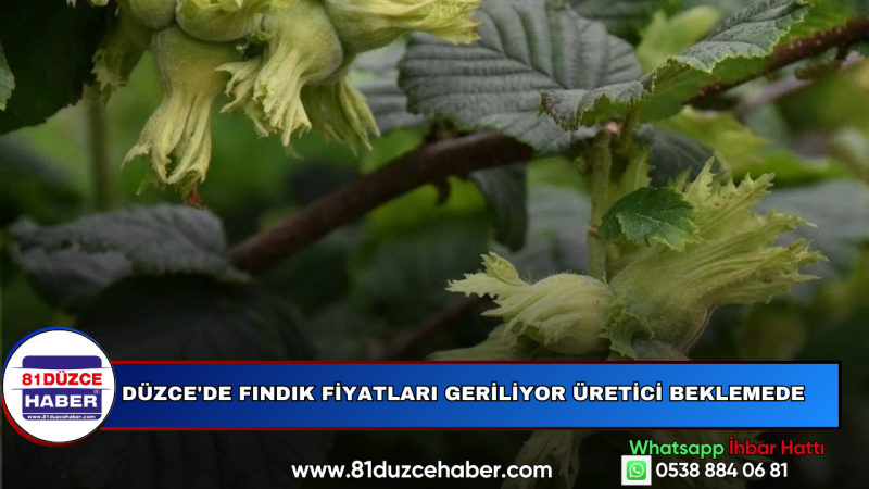 Düzce'de Fındık Fiyatları Geriliyor Üretici Beklemede
