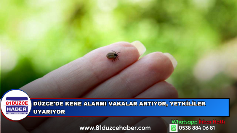 Düzce'de Kene Alarmı Vakalar Artıyor, Yetkililer Uyarıyor