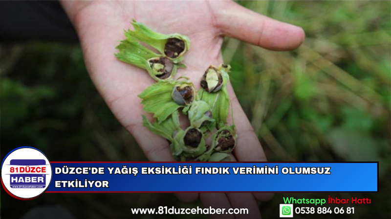 Düzce'de Yağış Eksikliği Fındık Verimini Olumsuz Etkiliyor