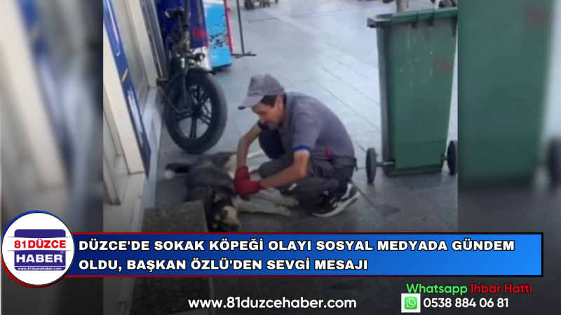 Düzce'de Sokak Köpeği Olayı Sosyal Medyada Gündem Oldu, Başkan Özlü'den Sevgi Mesajı
