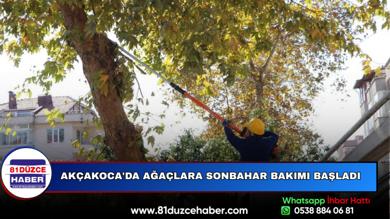 Akçakoca'da Ağaçlara Sonbahar Bakımı Başladı