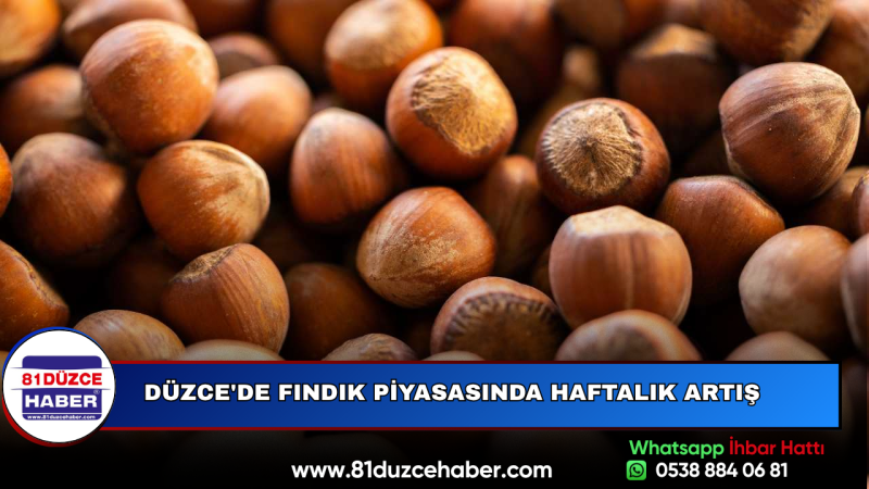Düzce'de Fındık Piyasasında Haftalık Artış