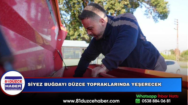 Siyez Buğdayı Düzce Topraklarında Yeşerecek