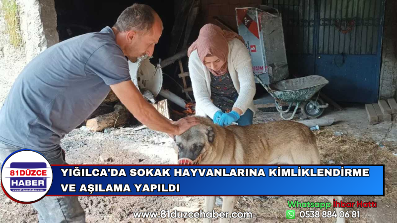 Yığılca'da Sokak Hayvanlarına Kimliklendirme ve Aşılama Yapıldı