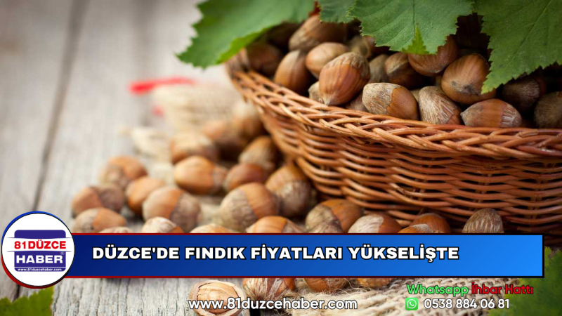 Düzce'de Fındık Fiyatları Yükselişte