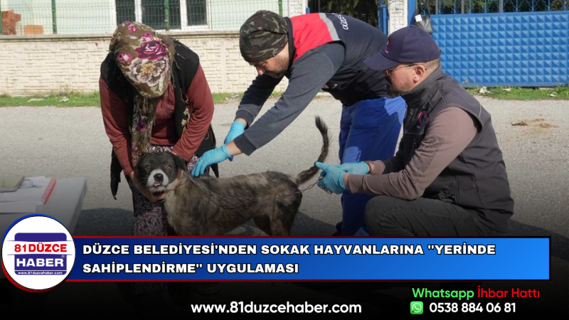 Düzce Belediyesi'nden Sokak Hayvanlarına ''Yerinde Sahiplendirme'' Uygulaması