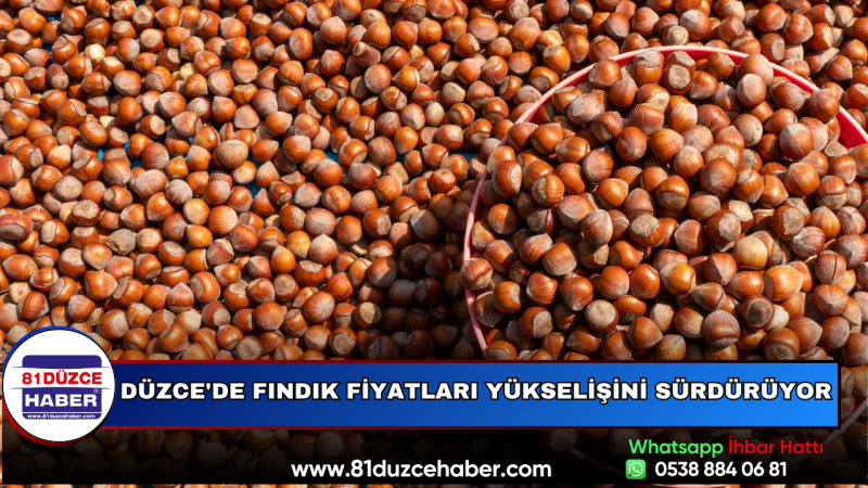 Düzce'de Fındık Fiyatları Yükselişini Sürdürüyor