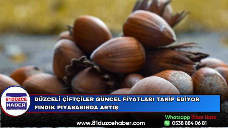 Düzceli Çiftçiler Güncel Fiyatları Takip Ediyor Fındık Piyasasında Artış