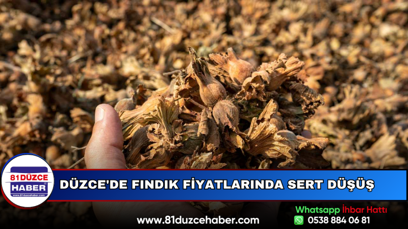 Düzce'de Fındık Fiyatlarında Sert Düşüş