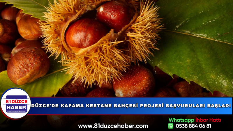 Düzce'de Kapama Kestane Bahçesi Projesi Başvuruları Başladı