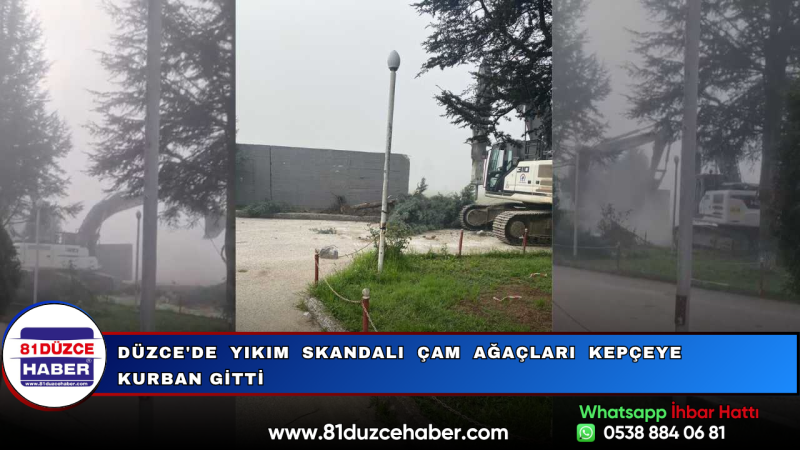 Düzce'de Yıkım Skandalı Çam Ağaçları Kepçeye Kurban Gitti