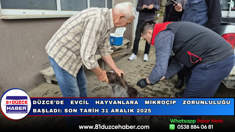 Düzce’de Evcil Hayvanlara Mikroçip Zorunluluğu Başladı: Son Tarih 31 Aralık 2025