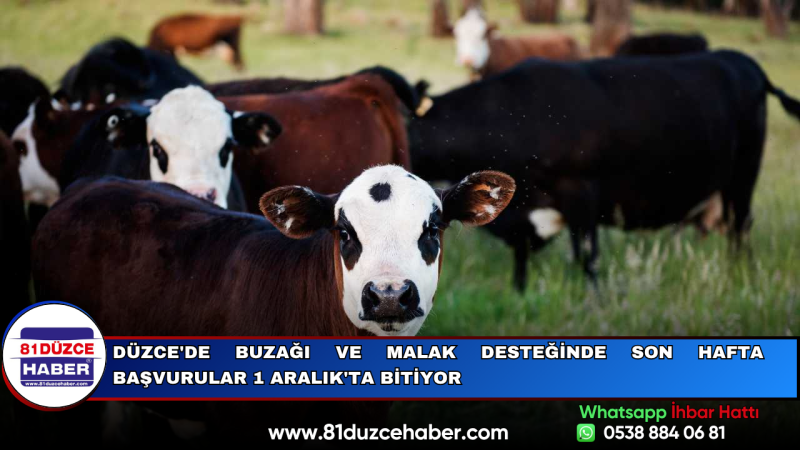 Düzce'de Buzağı ve Malak Desteğinde Son Hafta Başvurular 1 Aralık'ta Bitiyor