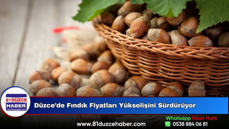 Düzce’de Fındık Fiyatları Yükselişini Sürdürüyor