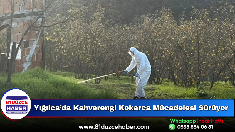 Yığılca’da Kahverengi Kokarca Mücadelesi Sürüyor