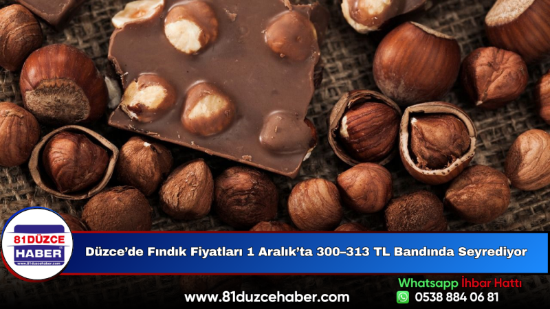 Düzce’de Fındık Fiyatları 1 Aralık’ta 300–313 TL Bandında Seyrediyor