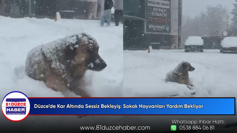 Düzce’de Kar Altında Sessiz Bekleyiş: Sokak Hayvanları Yardım Bekliyor