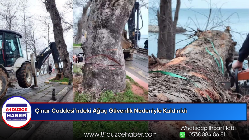 Çınar Caddesi’ndeki Ağaç Güvenlik Nedeniyle Kaldırıldı